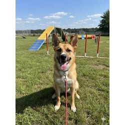 Photo of Bienvenido, adoptable Terrier (Unknown Type, Medium) in Doral, Florida