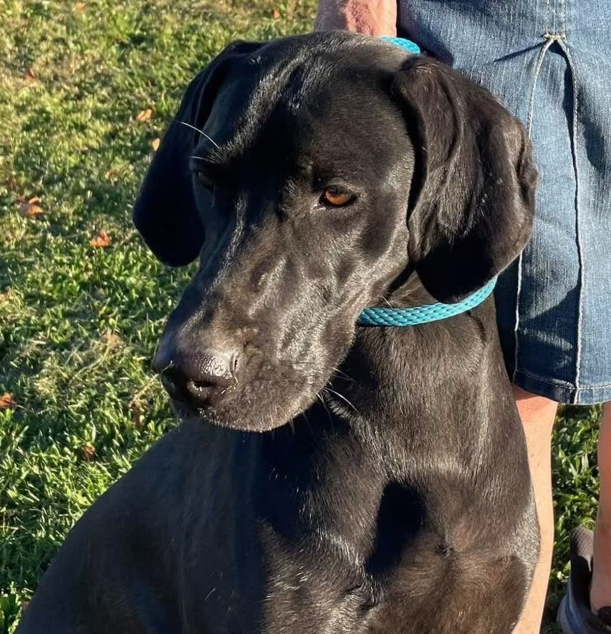 Photo of Spirit, adoptable Weimaraner/Labrador Retriever in Frederick, Maryland