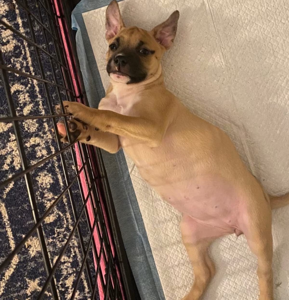 Photo of Fettuccini, adoptable Black Mouth Cur in New Orleans, Louisiana