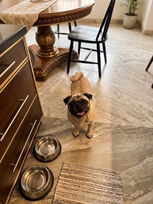 Photo of Dalu, adoptable Pug in Escondido, California