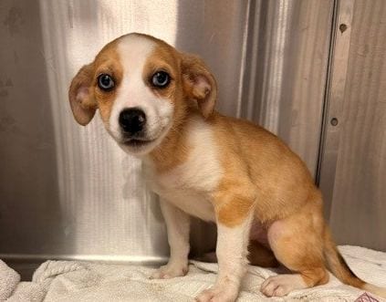 Photo of Popsicle, adoptable Unknown breed in Rancho Santa Fe, California