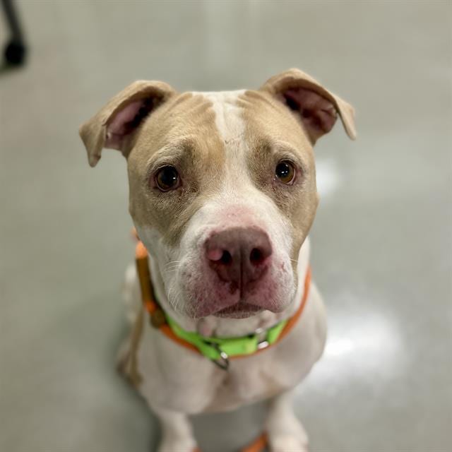 Photo of Carla, adoptable dog