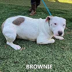Photo of Brownrie, adoptable American Staffordshire Terrier in Washington, Georgia