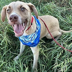 Photo of Miky, adoptable Weimaraner in Bell Gardens, California