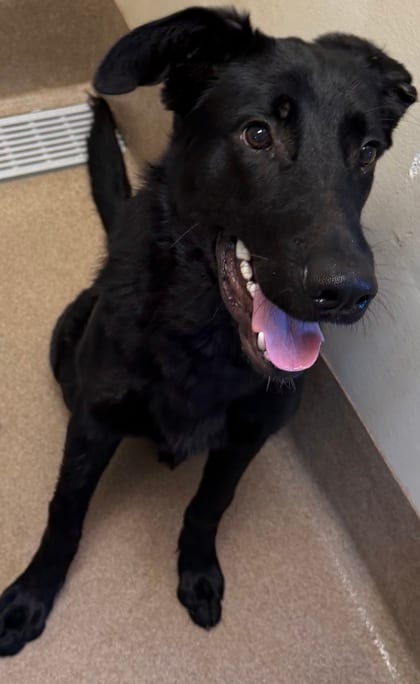 Photo of Jeff, adoptable dog in Chamblee, Georgia