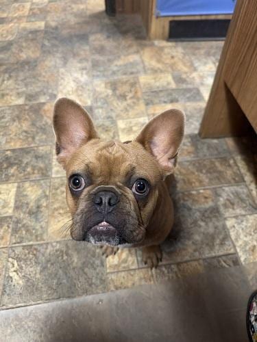 Photo of Créme Brûlée, adoptable French Bulldog in Parlier, California