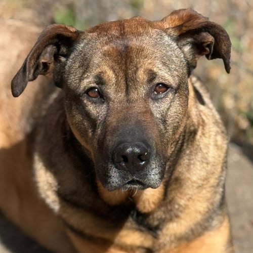 Photo of Max, adoptable German Shepherd Dog in Sequim, Washington
