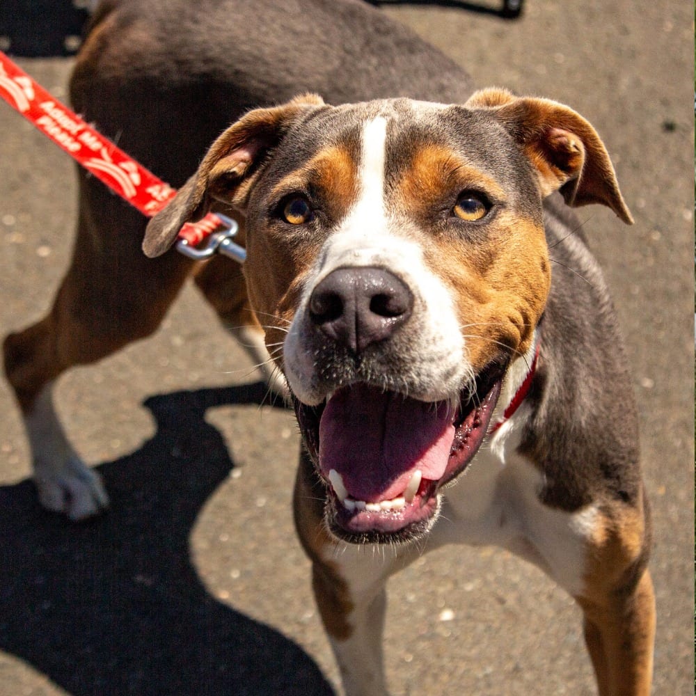Photo of Owen, adoptable Mixed Breed in Bloomfield, Connecticut