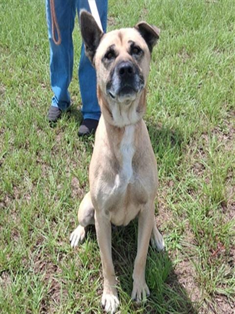 Photo of Lucy, adoptable German Shepherd Dog in Ocala, Florida