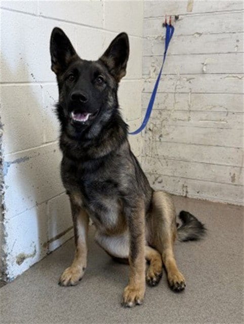 Photo of Gouda, adoptable German Shepherd Dog in San Bernardino, California