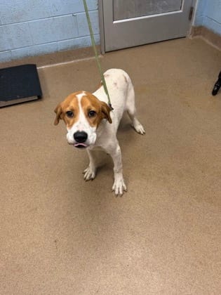 Photo of Cuthers, adoptable dog in Chamblee, Georgia