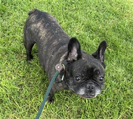 Photo of Rubble, adoptable French Bulldog in Camarillo, California