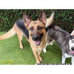 Photo of Maxine, adoptable Mixed Breed (Medium) in West Palm Beach, Florida