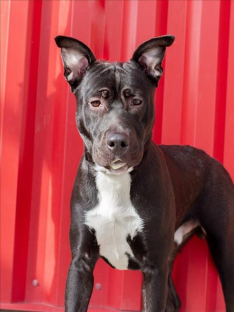 Photo of Wonton, adoptable Pit Bull Terrier in Tracy, California