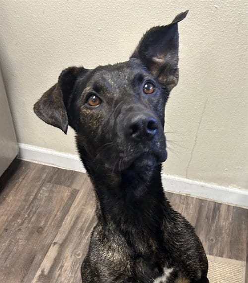 Photo of Bonito, adoptable Dutch Shepherd in Albuquerque, New Mexico