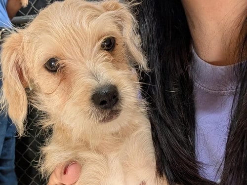 Photo of Notebook, adoptable Terrier in Redwood City, California