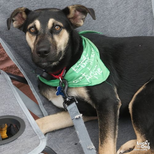 Photo of Fay, adoptable Shepherd in Washington, District of Columbia