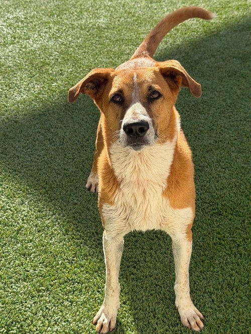 Photo of Marcie, adoptable Terrier in oakland, Florida