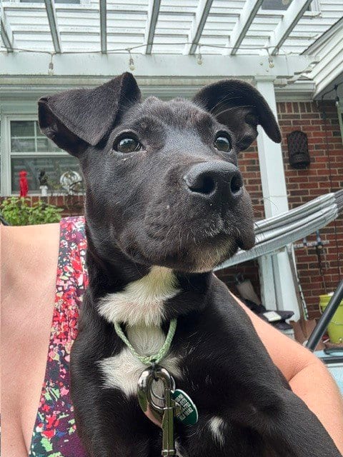 Photo of Pumpernickel, adoptable Terrier in Springdale, Pennsylvania