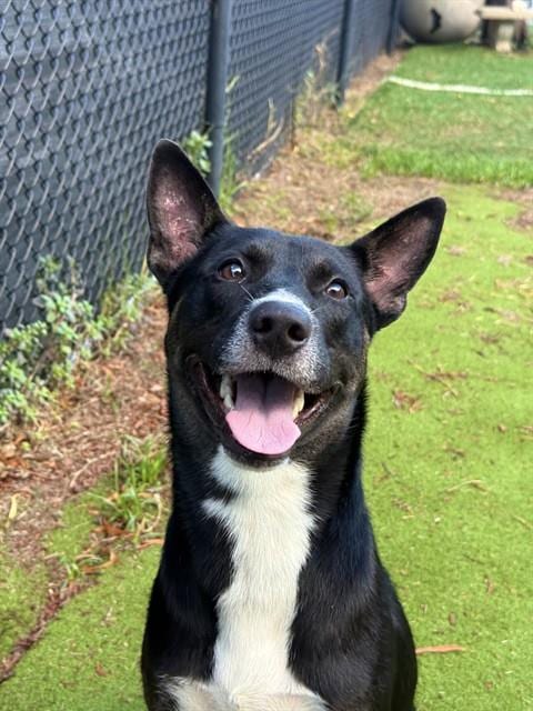 Photo of Landon, adoptable Labrador Retriever in Sugar Land, Texas