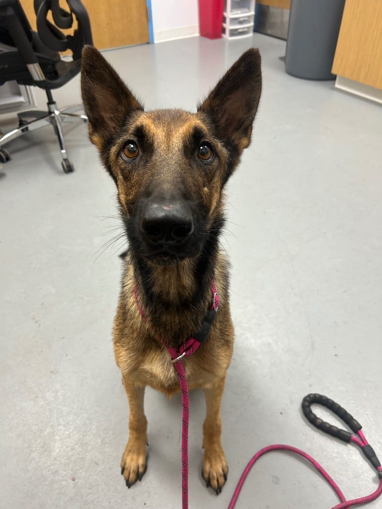 Photo of Bane, adoptable German Shepherd Dog in Hartsville, South Carolina