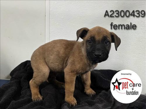 Photo of Clarice, adoptable Belgian Shepherd Malinois in Los Angeles, California