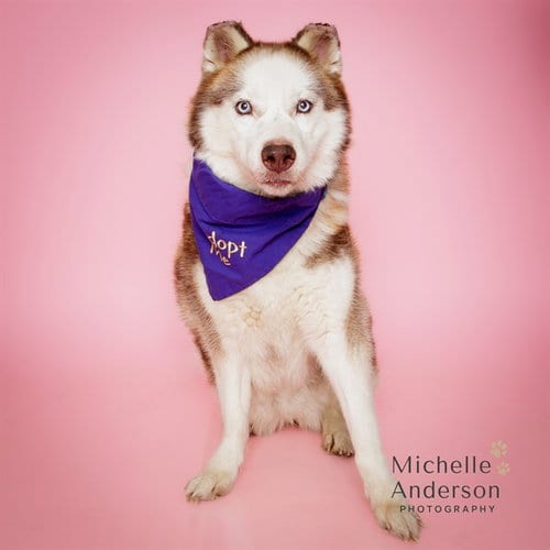 Photo of Riley, adoptable Siberian Husky in Corona, California