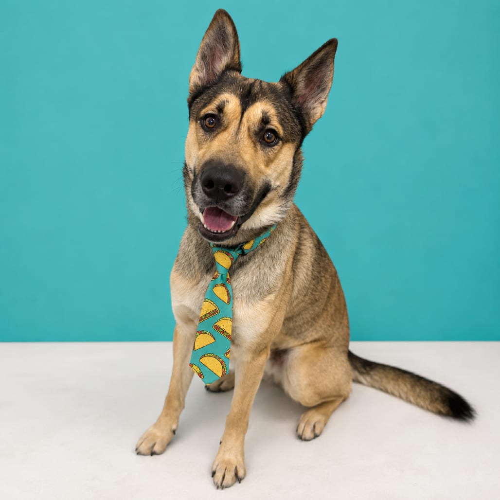 Photo of Taco, adoptable Shepherd / Mixed Breed (Medium) in Binghamton, New York