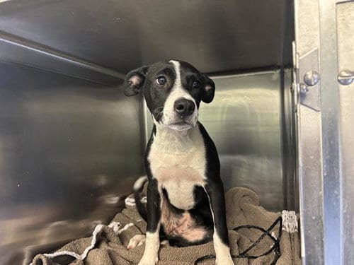 Photo of Squash, adoptable American Staffordshire Terrier in Grand Prairie, Texas