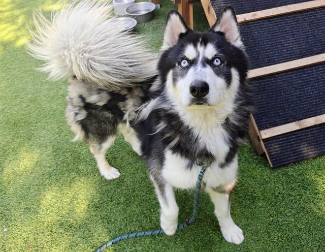 Photo of Disney, adoptable Siberian Husky in San José, California