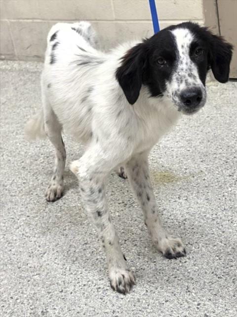 Photo of A433678, adoptable Australian Cattle Dog/Blue Heeler in Conroe, Texas