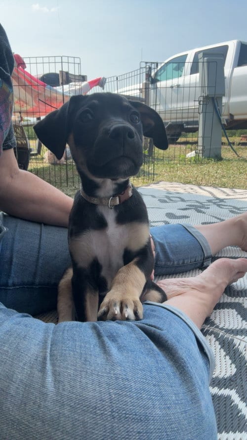 Photo of Monte Cristo, adoptable Terrier in Duluth, Minnesota