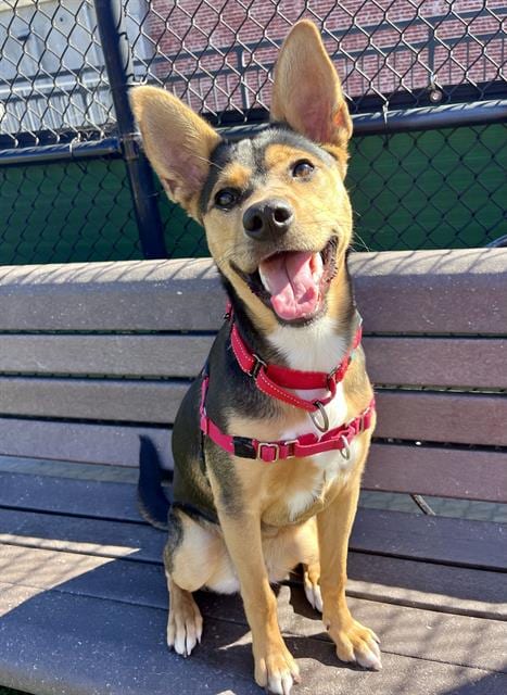 Photo of Fawn, adoptable Australian Kelpie in San Francisco, California
