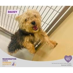 Photo of Daisy, adoptable Yorkie, Yorkshire Terrier Bichon Frise in Eighty Four, Pennsylvania