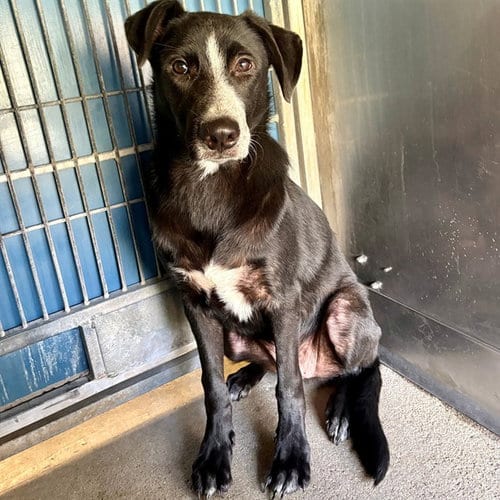 Photo of Malachi, adoptable Border Collie in Camarillo, California