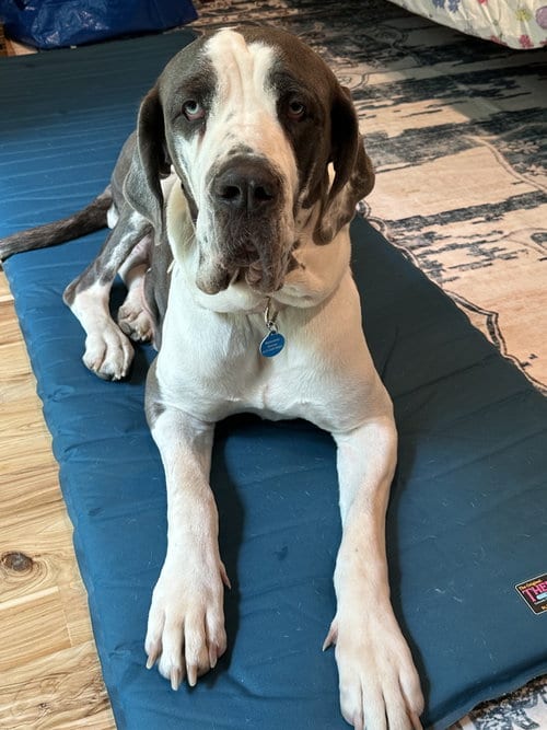 Photo of Betty, adoptable Great Dane in St. Louis Park, Minnesota