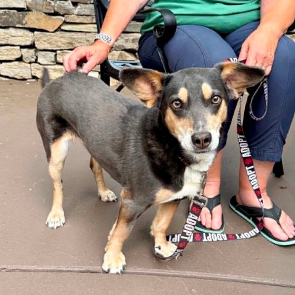 Photo of Lucy, adoptable Terrier, Rat / Mixed Breed (Small) in Bend, Oregon