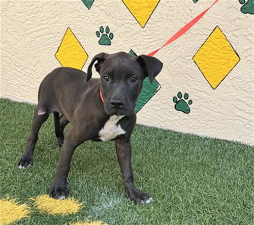 Photo of Dahlia, adoptable Bulldog in Winter Haven, Florida