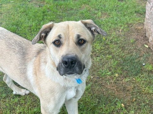 Photo of Aurora, adoptable Black Mouth Cur in Waco, Texas