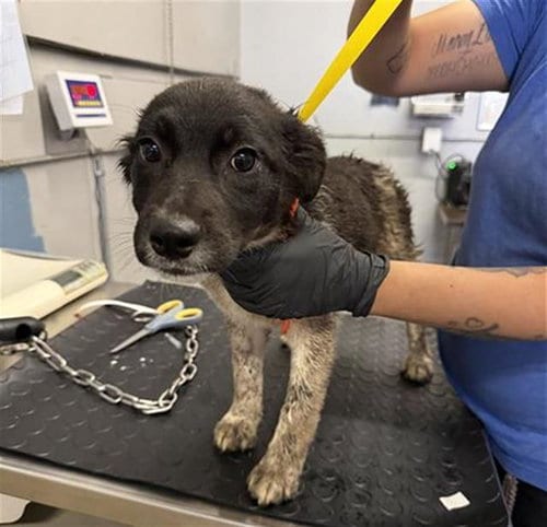 Photo of Jango, adoptable Australian Cattle Dog/Blue Heeler in Camarillo, California