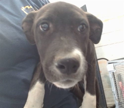 Photo of Kristy, adoptable Pit Bull Terrier in San Bernardino, California