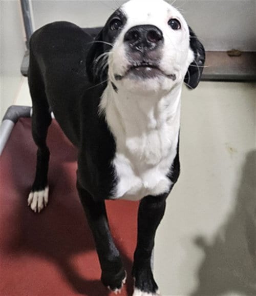 Photo of Beryl, adoptable Pit Bull Terrier in Bakersfield, California