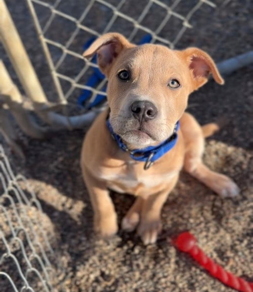 Photo of Troy, adoptable Terrier in Bemidji, Minnesota