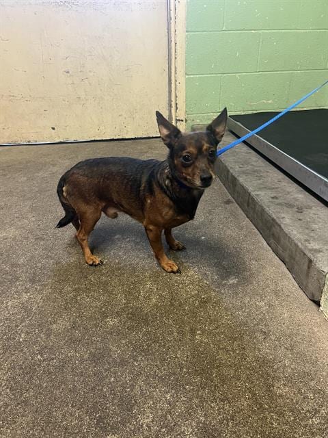Photo of Ridley, adoptable Chihuahua in Sacramento, California