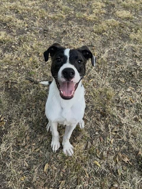 Photo of Jasper, adoptable Pit Bull Terrier in Oklahoma City, Oklahoma