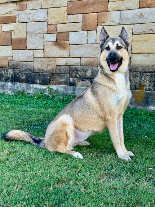Photo of Priscilla, adoptable German Shepherd Dog in PIPE CREEK, Texas