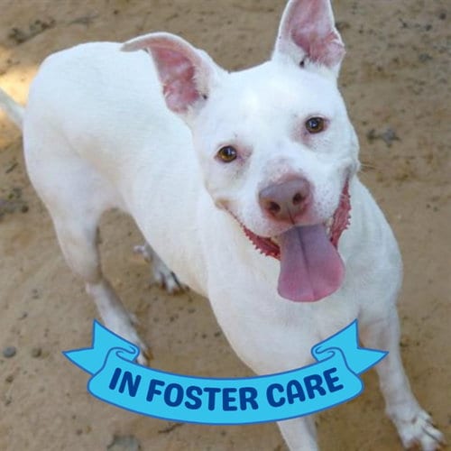 Photo of Bitz, adoptable Labrador Retriever in Tallahassee, Florida