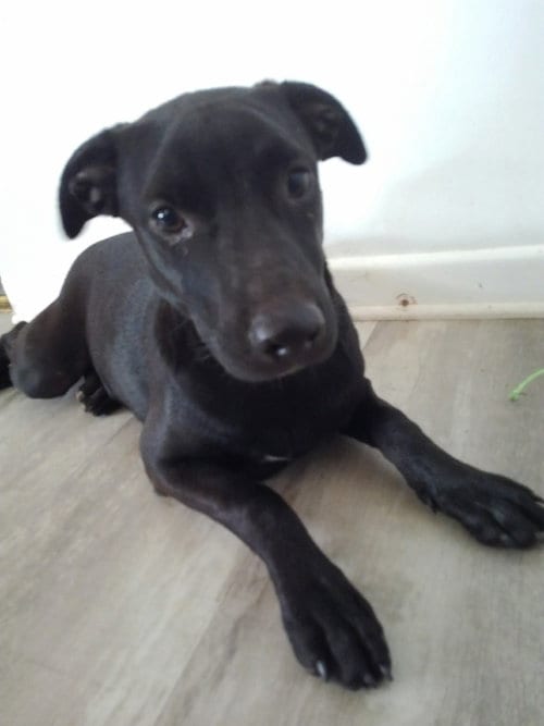 Photo of Nessie, adoptable Labrador Retriever in San Antonio, Texas