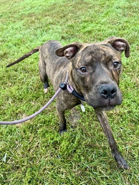 Photo of Kiran, adoptable Pit Bull Terrier in Forestville, Maryland