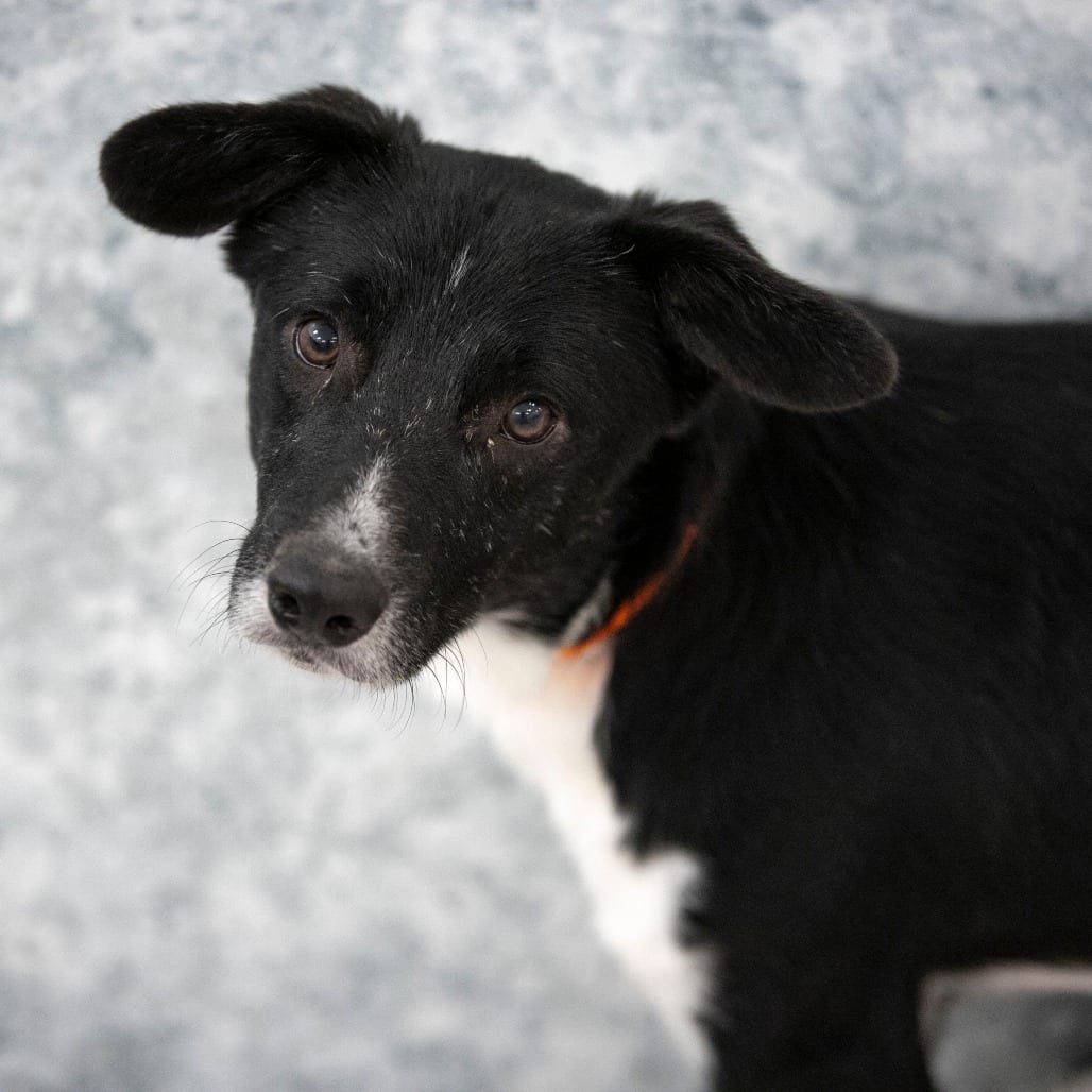 Photo of Ace (S26-160), adoptable Collie, Border in Colorado Springs, Colorado